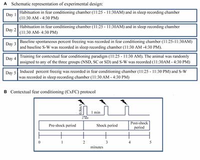 Short-Term Total Sleep-Deprivation Impairs Contextual Fear Memory, and Contextual Fear-Conditioning Reduces REM Sleep in Moderately Anxious Swiss Mice